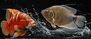 Perikanan: ikan hias, lele, gurame