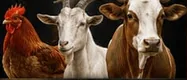 Hewan ternak: ayam, kambing, sapi